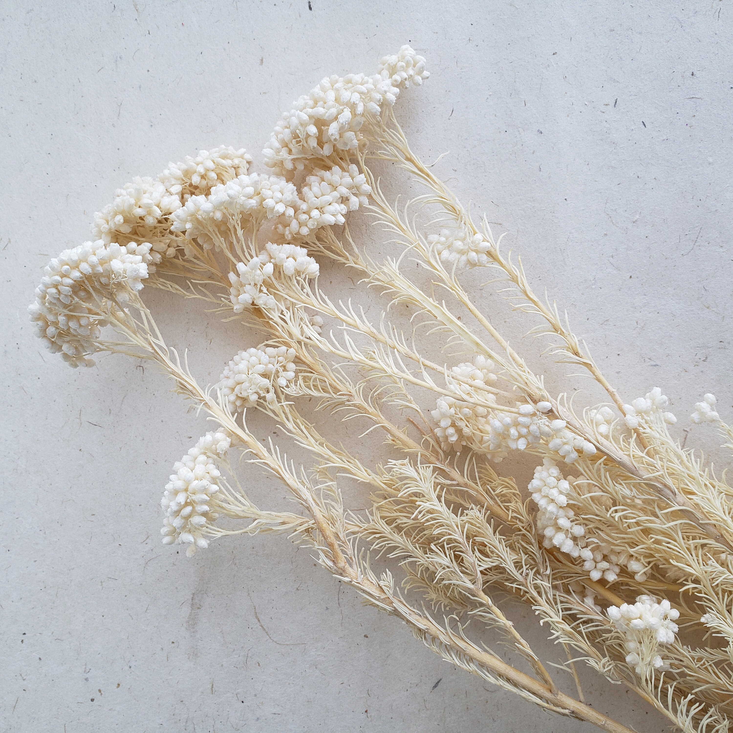Preserved Rice Flower DIY Flower Arrangement Wedding Flower Etsy