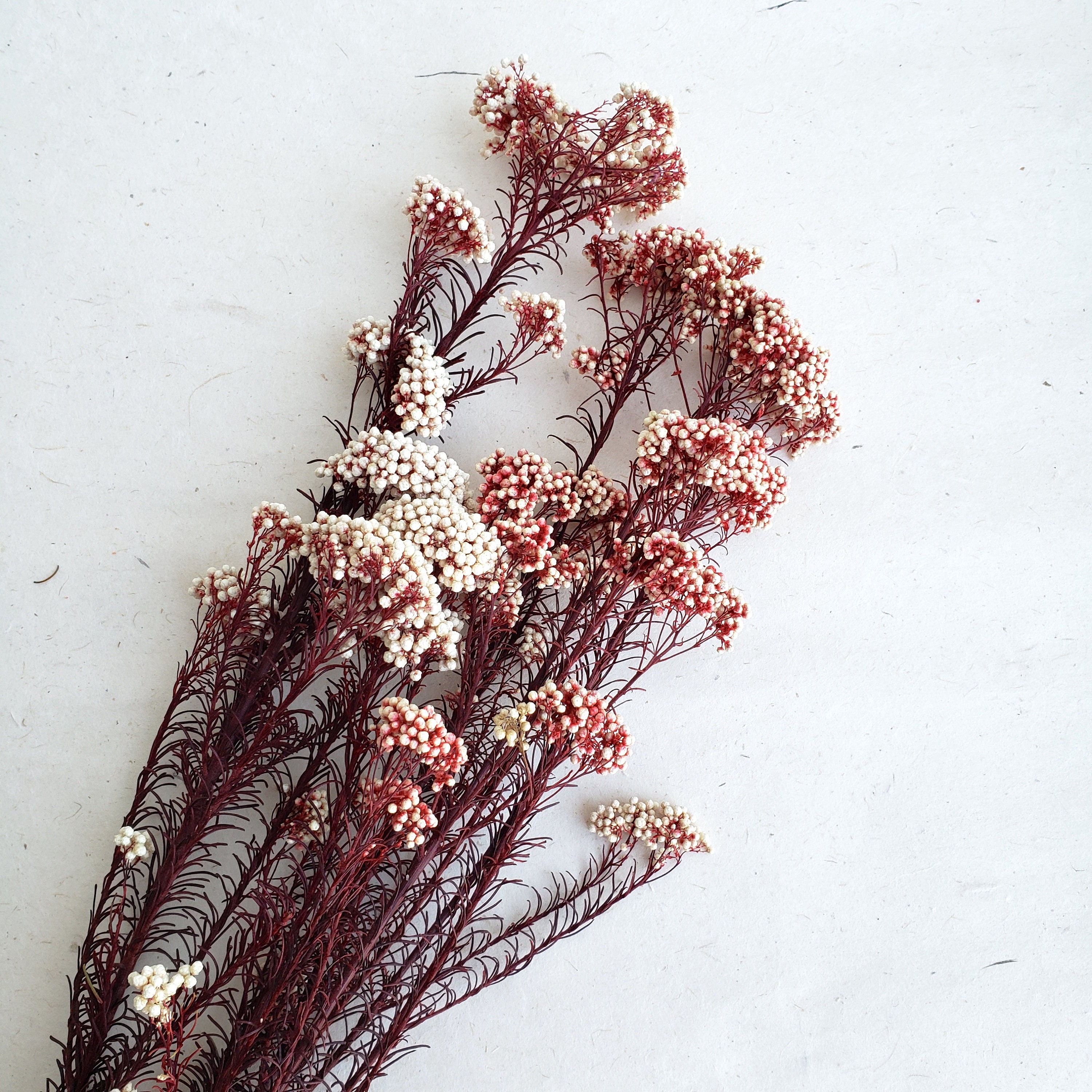 Preserved Rice Flower DIY Flower Arrangement Wedding Flower Etsy