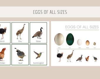 Huevos de todos los tamaños