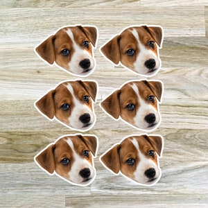 May include: Six images of a brown and white dog's head with a white background.
