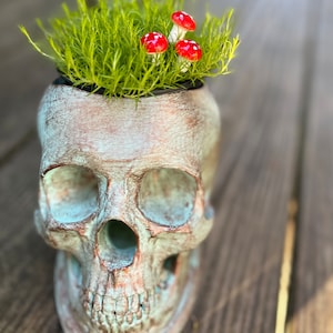 May include: A white skull planter with a green patina finish, filled with green moss and topped with three red and white mushrooms.