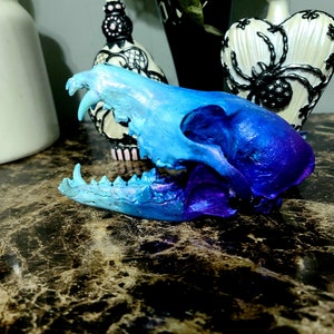 Siren Song Coyote
