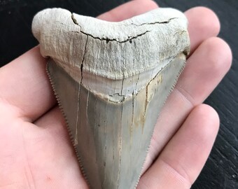 Nc Fossils Etsy