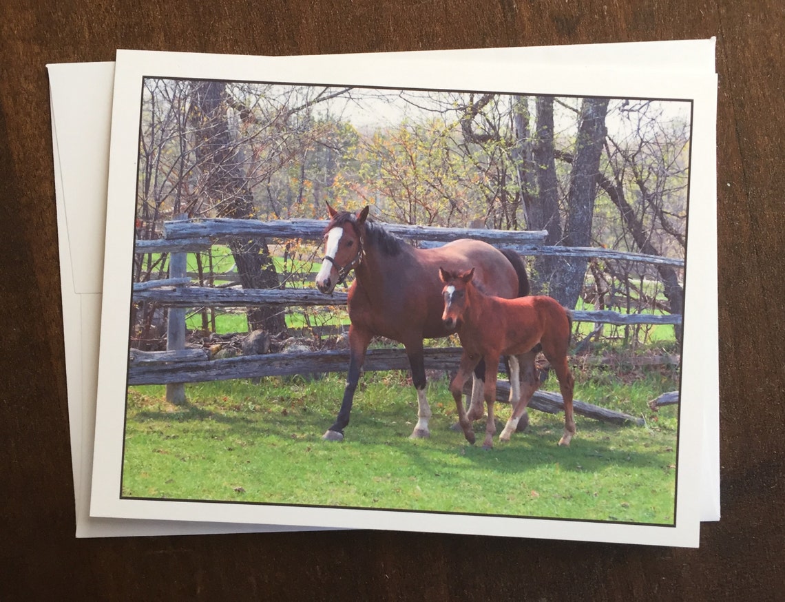 Horse Photo Note Cards 4card Set Blank Cards Etsy Canada