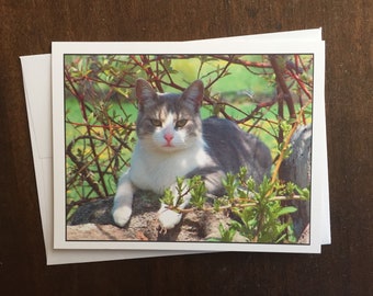 Grey and White Cat Photo Card, Blank Note Card