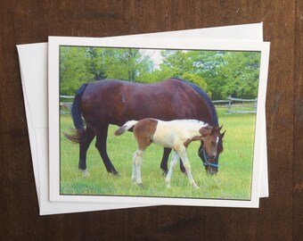 Mare and Foal Photo Card, Blank Note Card