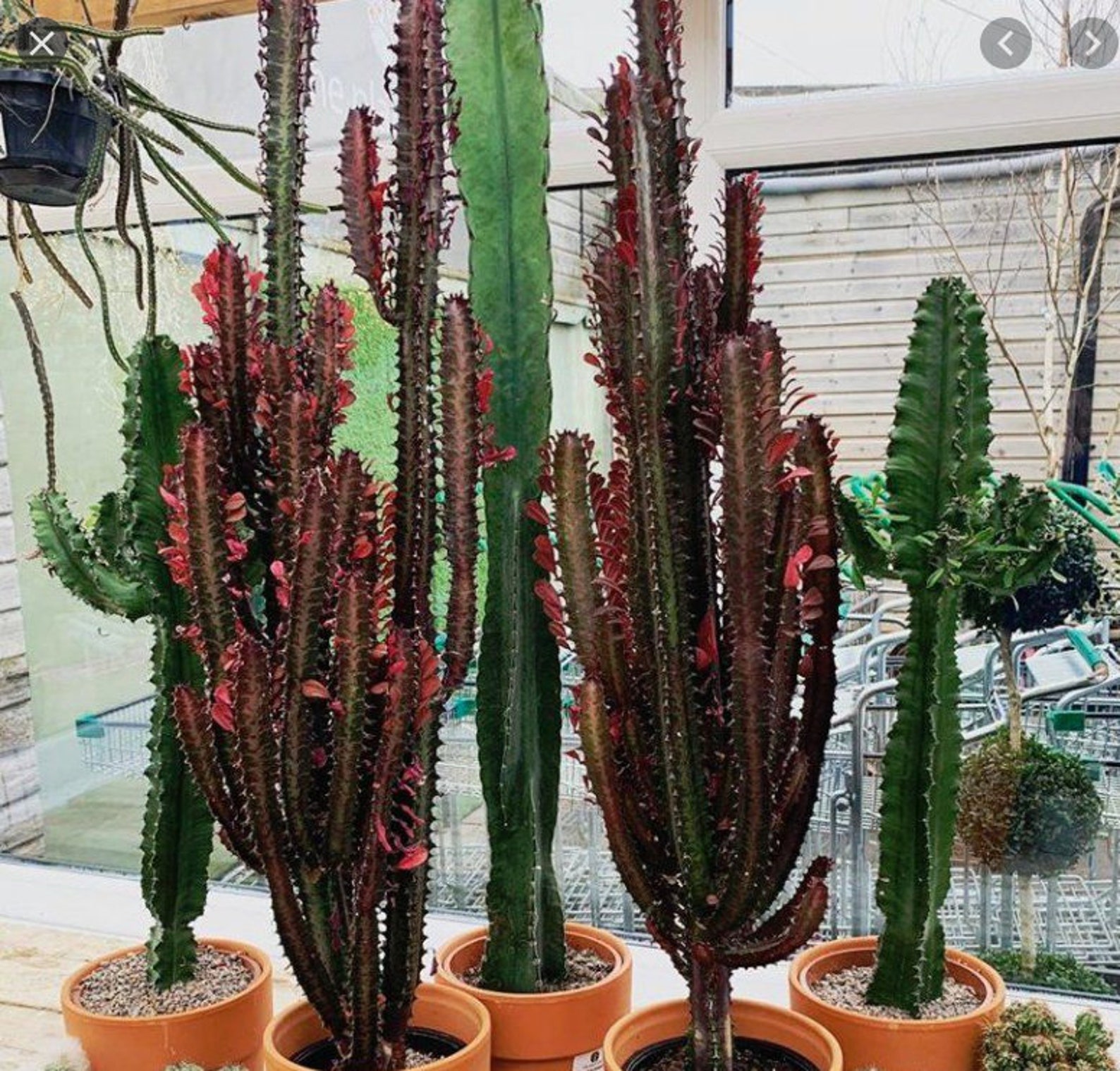 African Milk Plant Cactus