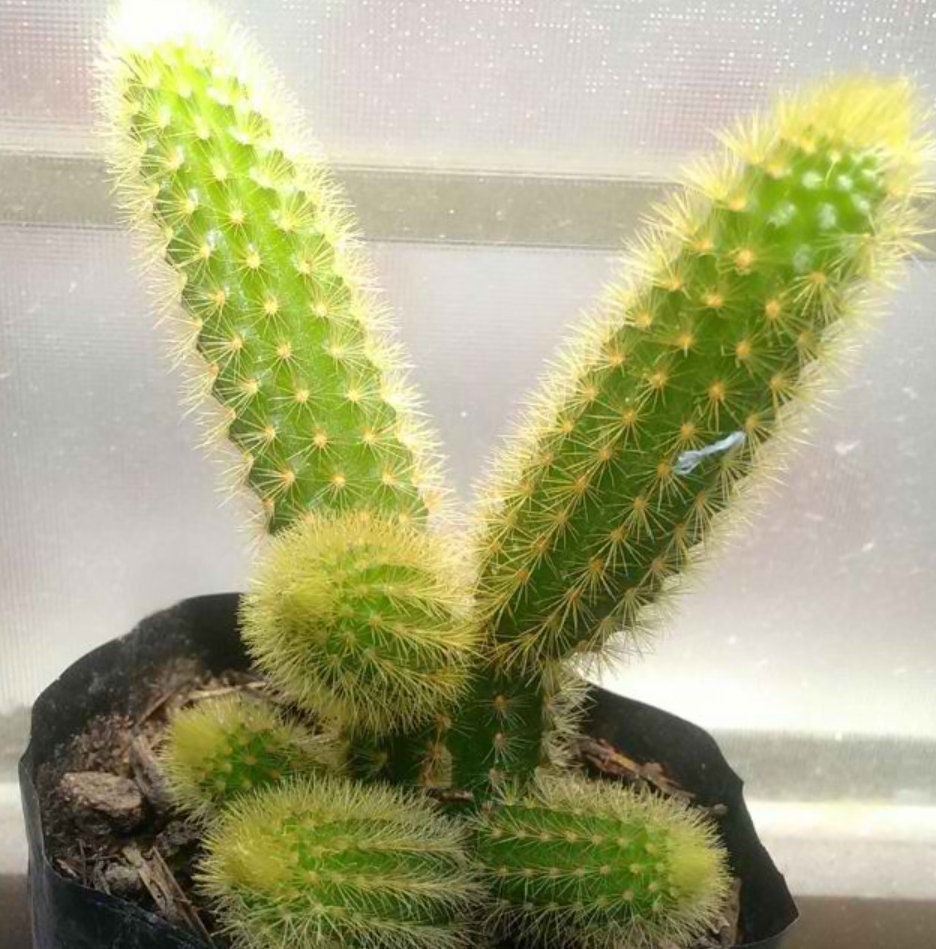 Golden Rat Tail Cactus Free Shipping Etsy Singapore