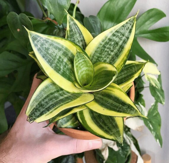 Sansevieria Golden Hahnii Good Luck Plant Dwarf Mother In Etsy Hong Kong