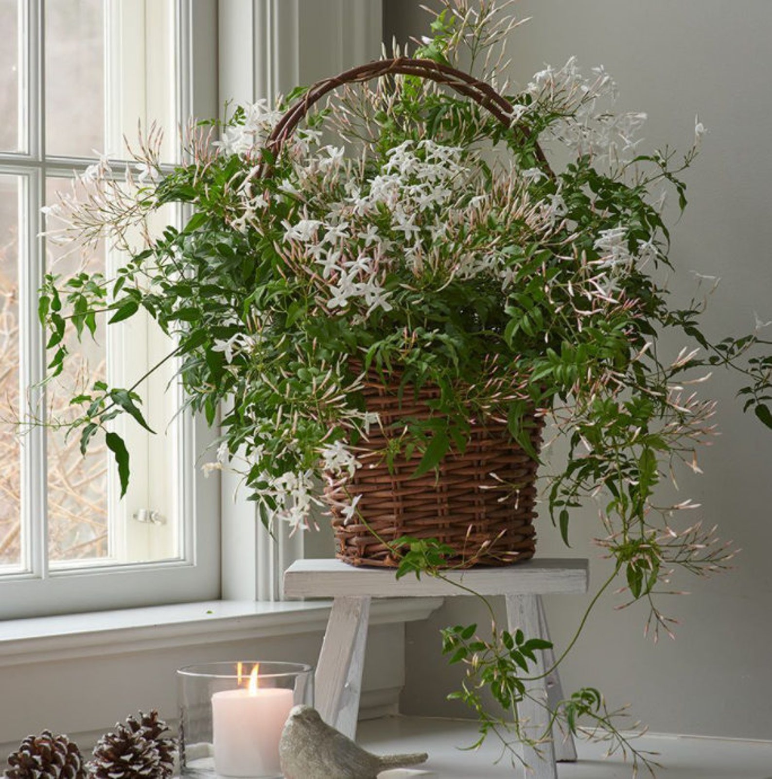 Most Fragrant Jasmine Seeds Star jasmine | Etsy