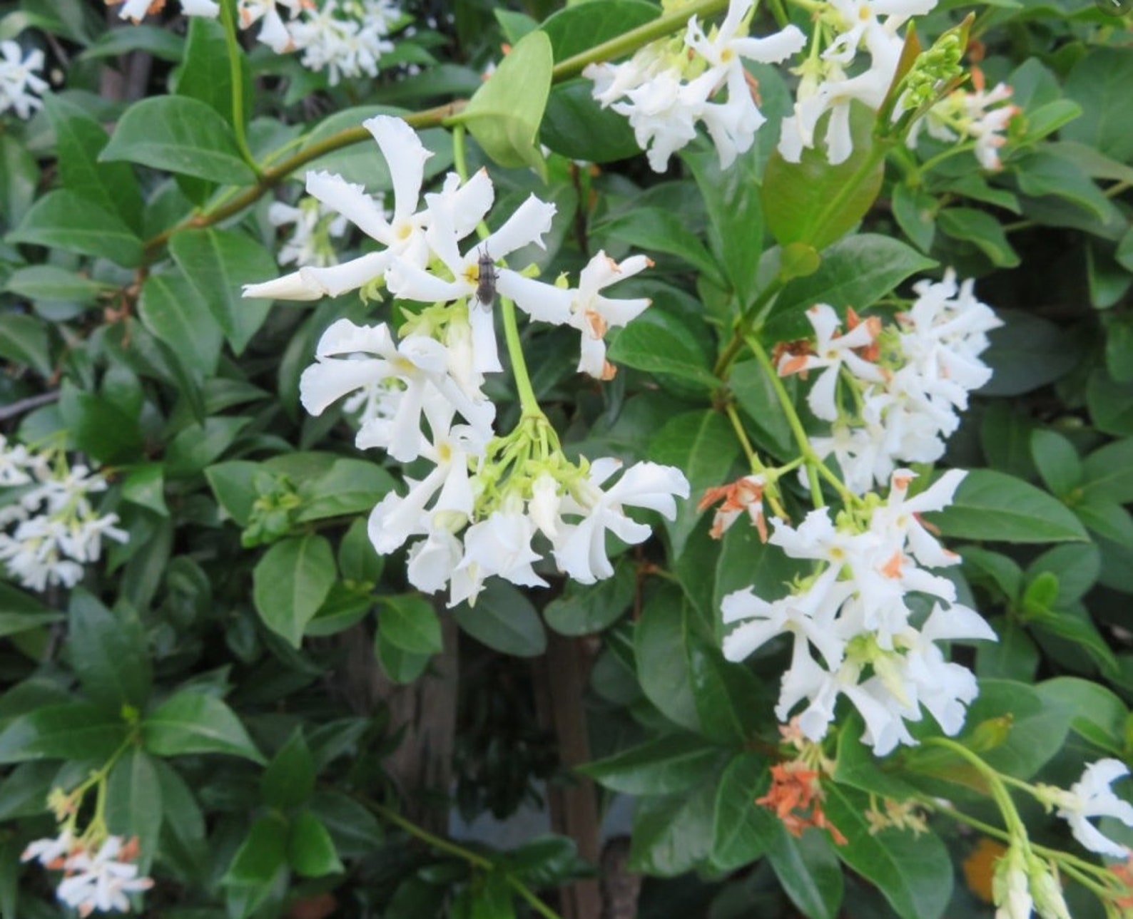 Most Fragrant Jasmine Seeds Star jasmine Etsy