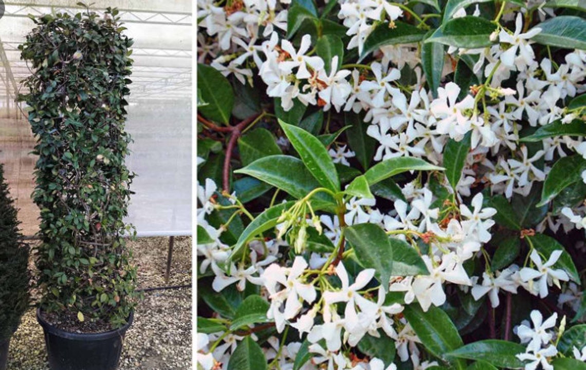 Most Fragrant Jasmine Seeds Star jasmine Etsy