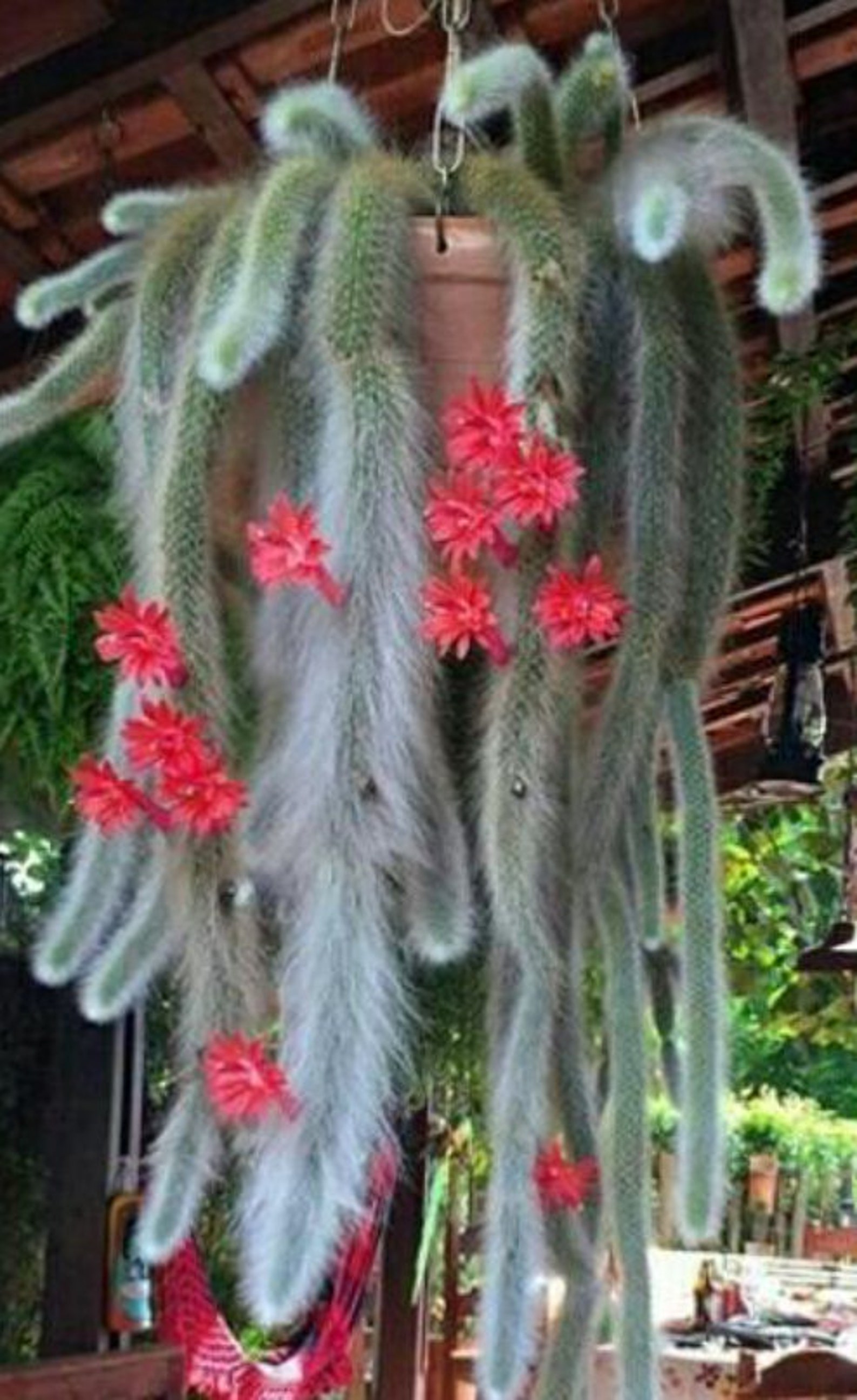 RARE Monkey Tail Cactus Cleistocactus Monkey's Tail | Etsy