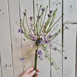 allium lilac florist stem luxury silk artificial 3 stems