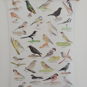 Poster - die 25 häufigsten Gartenvögel DIN A2 oder DIN A3 in Deutsch