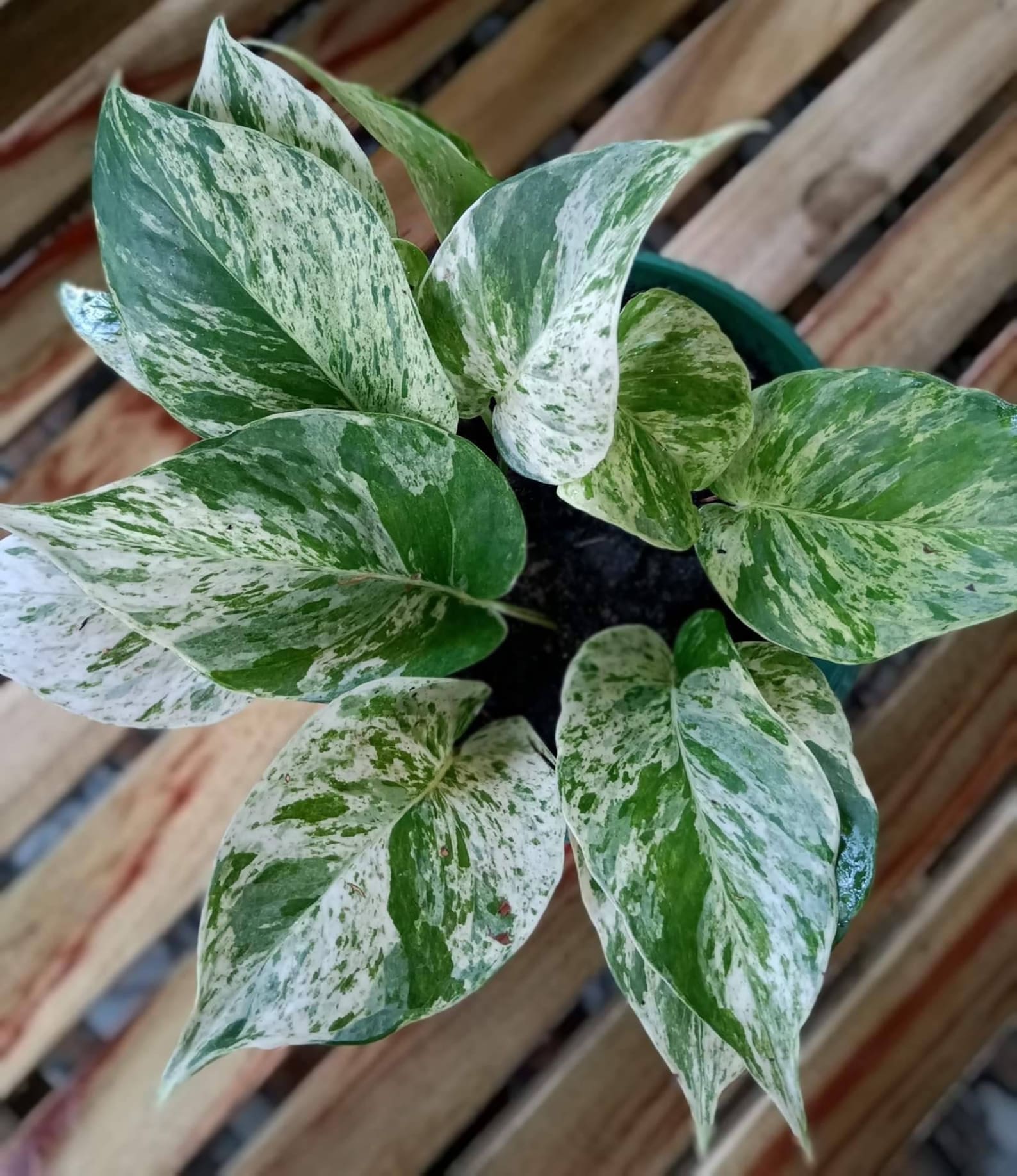 Epipremnum aureum 'Marble Queen' pothos Etsy