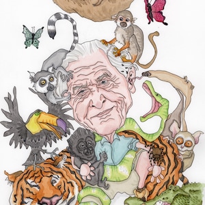 David Attenborough caricature