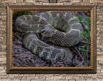 Rattlesnake Print