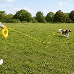 May include: A bright yellow retractable dog lead with a circular handle design, connected to a long, thin yellow cord that extends across a grassy field to a small, brown and white Cavalier King Charles Spaniel dog running on the grass.
