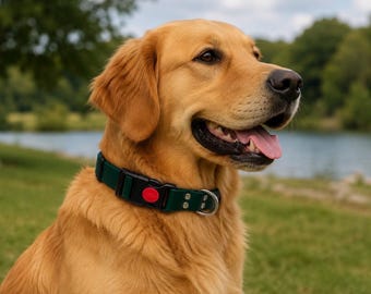 May include: A golden retriever wearing a dark green dog collar with a black plastic buckle featuring a small red circular accent and a silver metal D-ring. The collar is secured with silver rivets and sits around the neck of the dog.