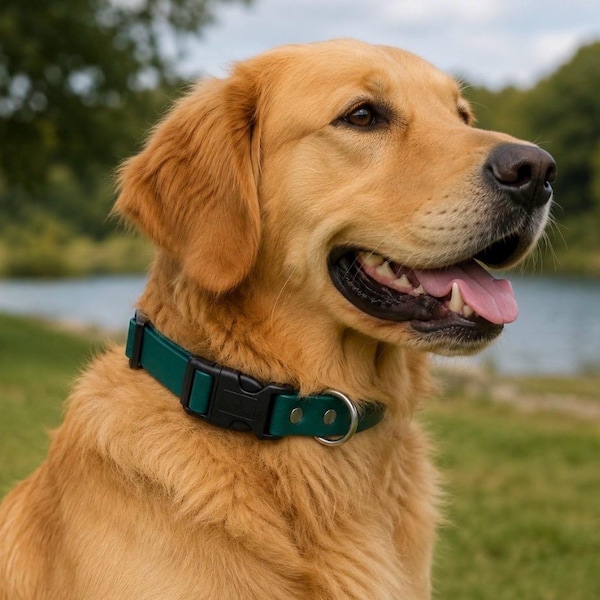 May include: A dark green dog collar featuring a black plastic side-release buckle and a silver-toned metal D-ring. The collar is secured with two silver rivets and is worn around the neck of a golden-colored dog with its mouth slightly open.