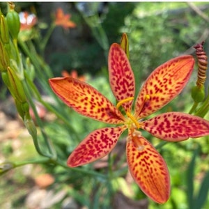 Blackberry Lily Seed Pods Brown Stems Black Seed Floral Arrangements Wreaths Crafting Decor Fresh Cut Organic 2022 Quantity: 3 Stems