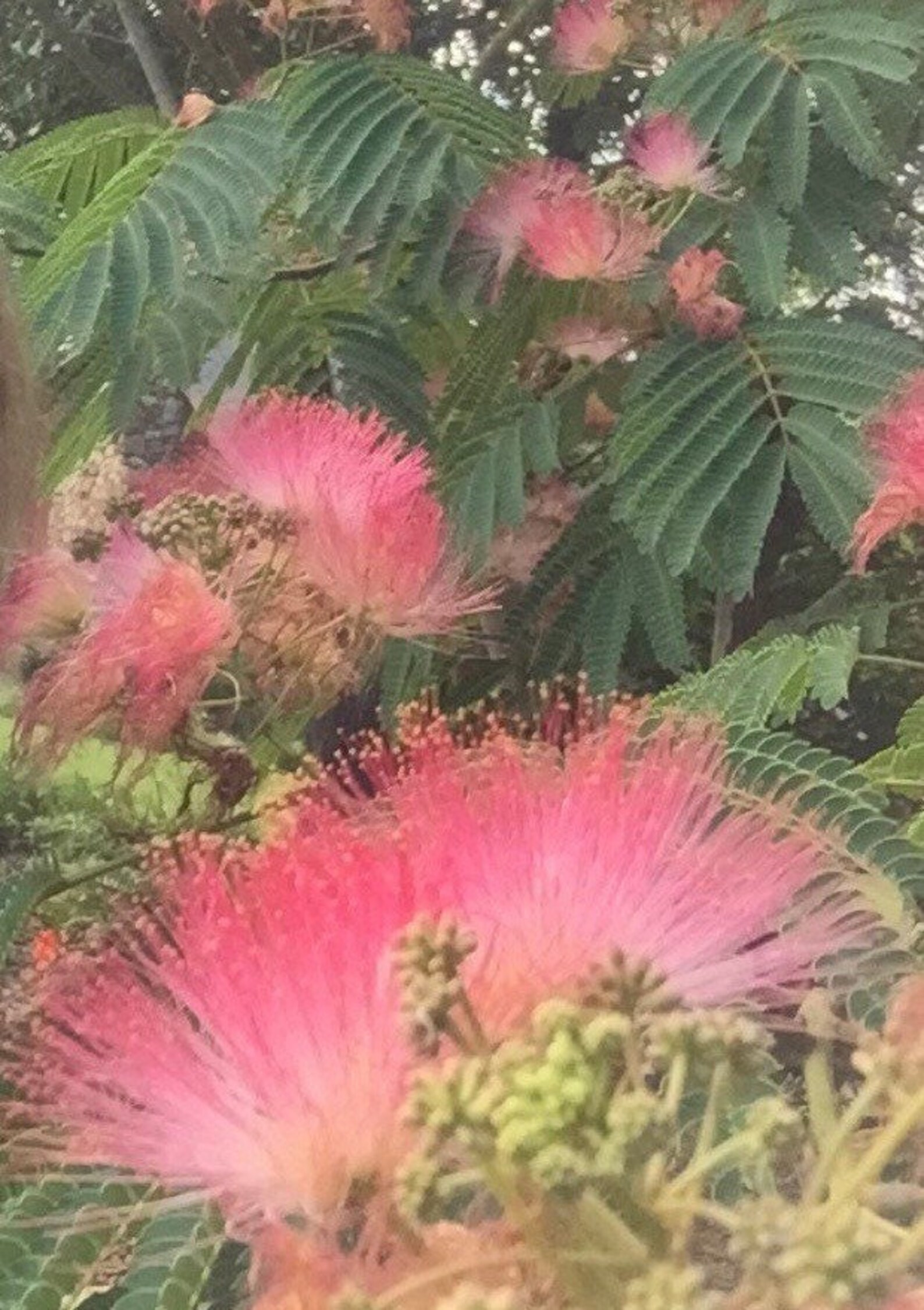 Pink Mimosa Seed Pods 2021 Dried on the Trees 12 Pods Beans Etsy