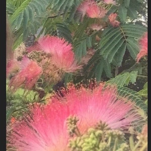 Fresh Pink Mimosa seed pods 2023 dried on the trees 12 + pods beans w seeds