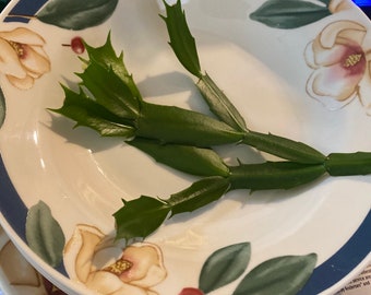 Savannah Grove Dinnerware by Citation 12 pieces (4) Dinner Plates (4) Salad Plates (4) Soup Salad Bowls Magnolia Patterns