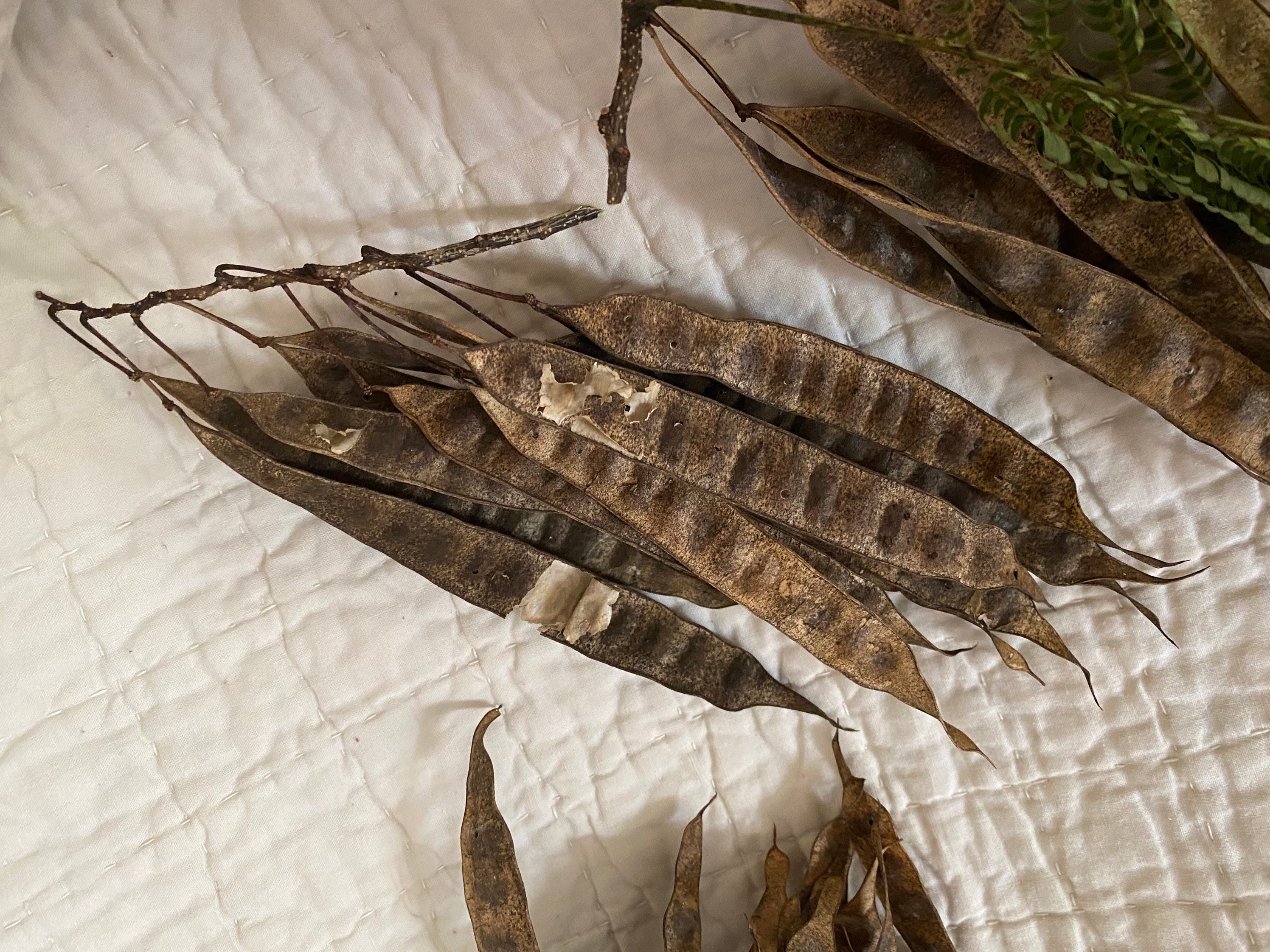 Pink Mimosa Seed Pods 2021 Dried on the Trees 12 Pods Beans Etsy