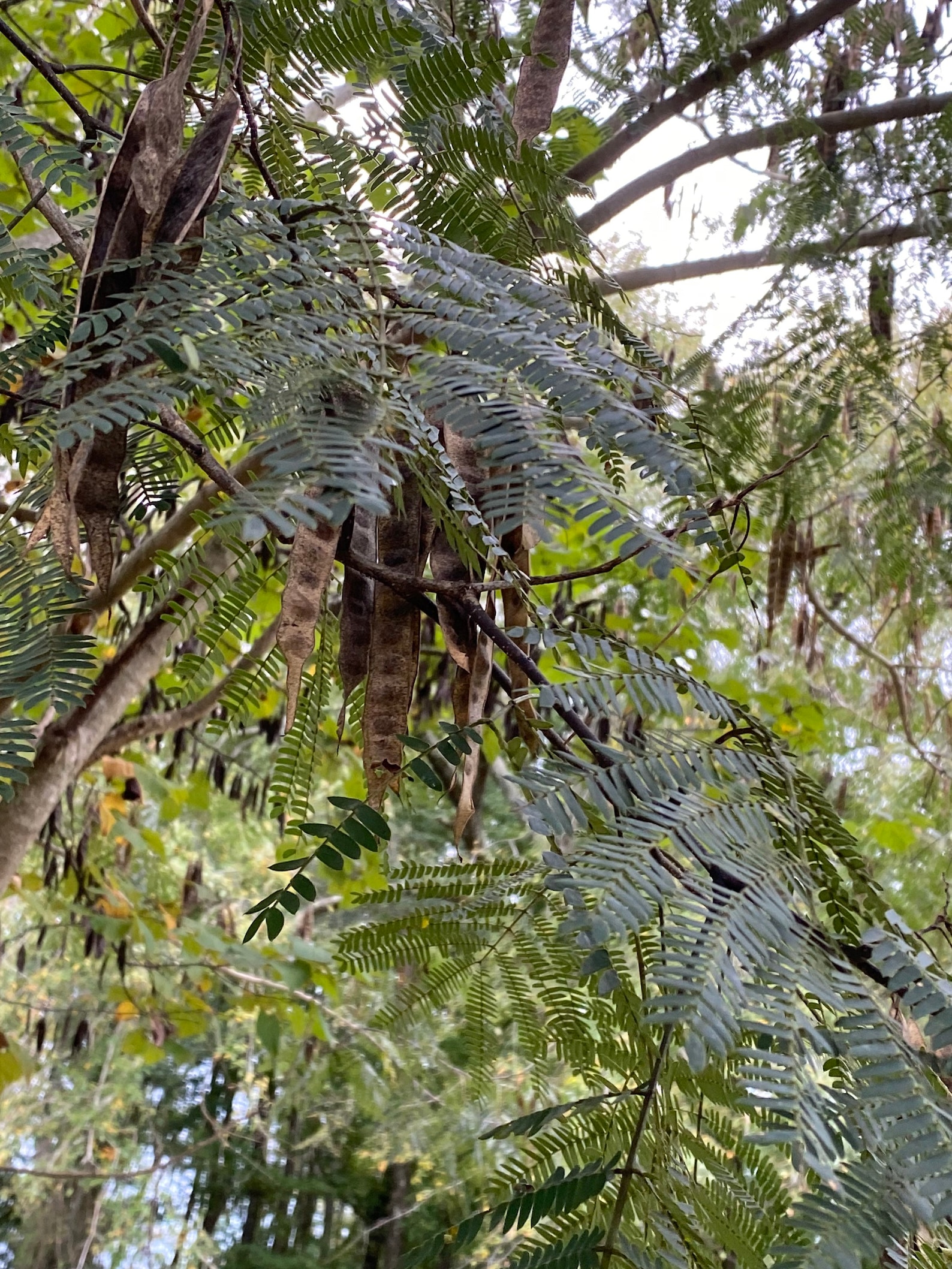 Pink Mimosa Seed Pods 2021 Dried on the Trees 12 Pods Beans Etsy