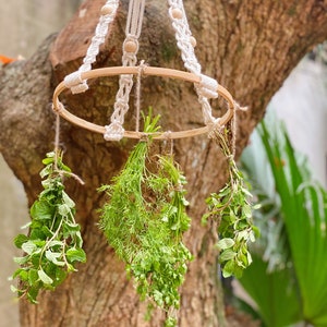 May include: A white macrame hanging planter with a wooden ring, holding bunches of fresh herbs, including mint, dill, and oregano, hanging from a tree trunk.