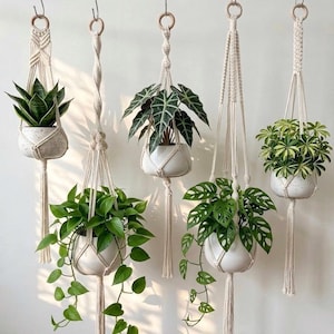 May include: Five macrame plant hangers, each with a different green plant in a white ceramic pot, suspended from a wooden branch. The plant varieties include leafy and patterned foliage. The macrame design adds a touch of bohemian style to the display.