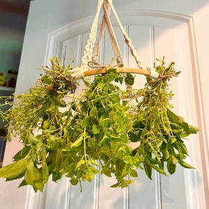 May include: A hanging herb drying rack with a wooden ring and white rope. Fresh herbs are hanging from the rack, including basil, oregano, and thyme.