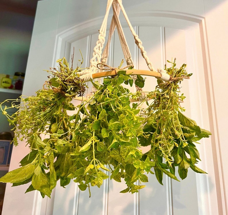 May include: A hanging herb drying rack with a wooden ring and white rope. Fresh herbs are hanging from the rack, including basil, oregano, and thyme.