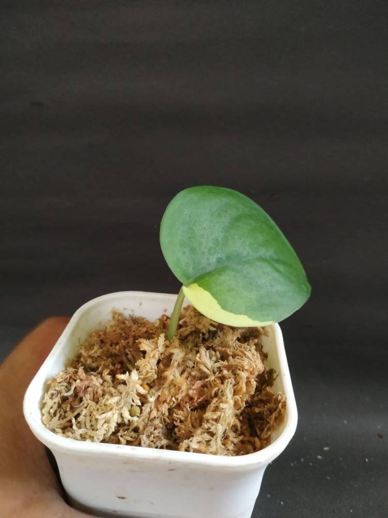 Scindapsus Jade Satin Yellow Variegated Etsy