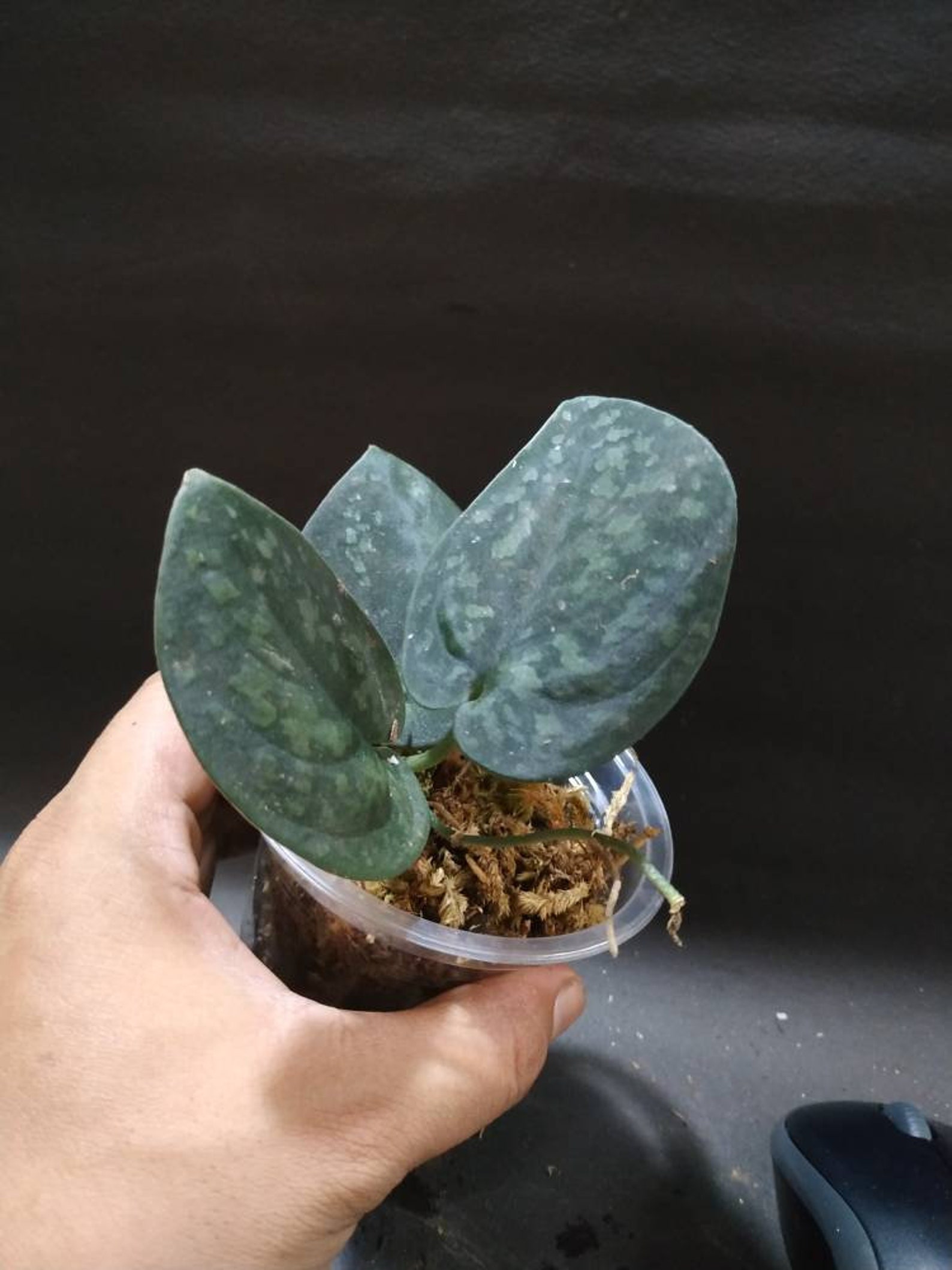 Wholesale Scindapsus Jade Satin Dark Form Etsy