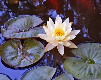 Foto de Lirio de Agua, Fotografía Botánica, Fotografía de la Naturaleza, Regalo del Día de la Madre