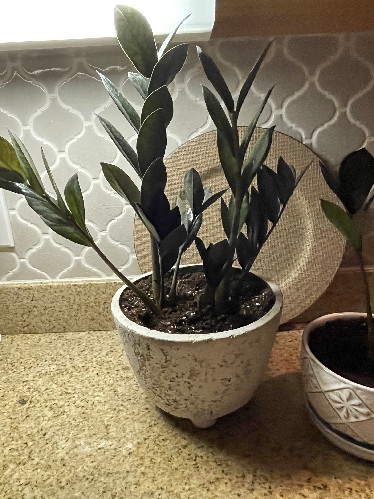 Raven ZZ Plant. Select plant size when adding to cart Etsy