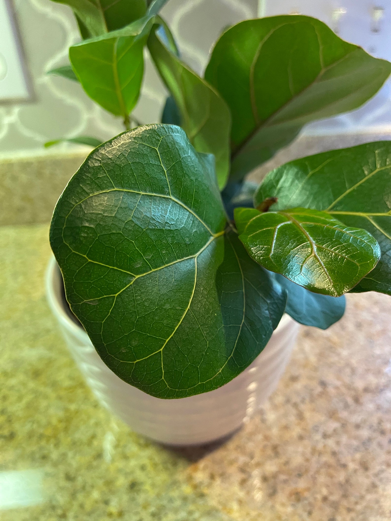 LIVE Ficus Lyrata LITTLE SUNSHINE 6 Growers Pot. White - Etsy