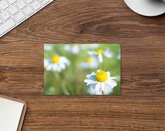 Daisies in the field - Greeting card