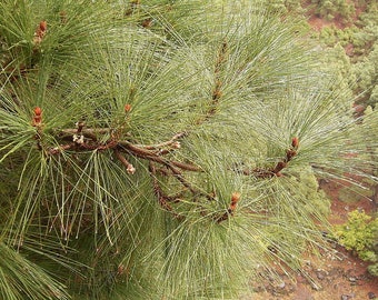 10 Canarian Pine Seeds, Pinus canariensis