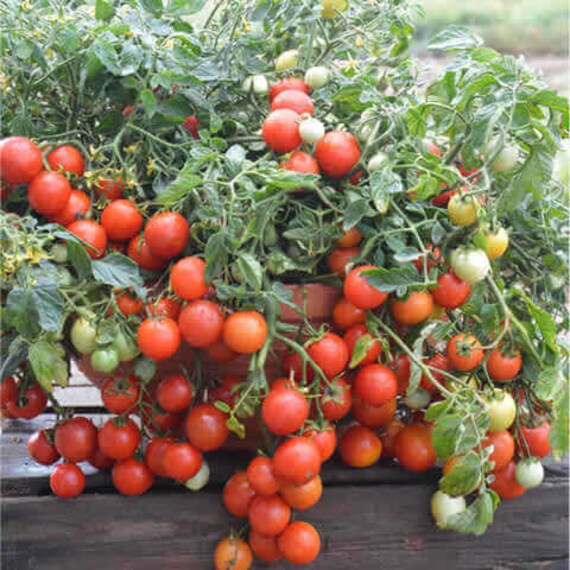 20 Graines de Tomate Cherry Maskotka, Solanum Lycopersicum