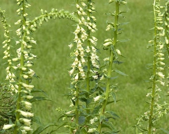 15 Seeds of Digitalis Lutea, Yellow Foxglove