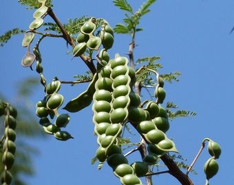 Acacia Arabica, Vachellia nilotica, Red Gum Seeds
