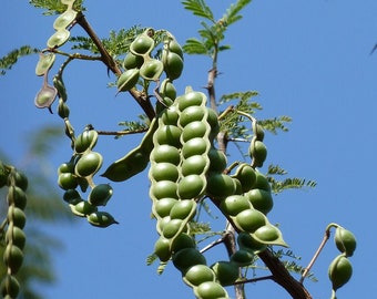 Semillas de Acacia Arabica, Vachellia nilotica, Red Gum