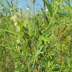 Boutures Saule des Vanniers, Saule Osier, Osier Vert, Vime, Salix viminalis image 1