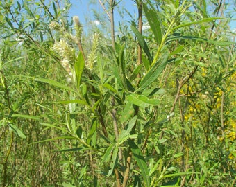 Cuttings Basket Willow, Wicker Willow, Green Wicker, Vime, Salix viminalis