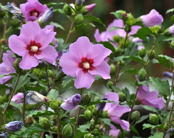 20 Hibiscus syriacus zaden paarse bloemen Syrische Hybiscus Hibiscus Althea meerjarige struik