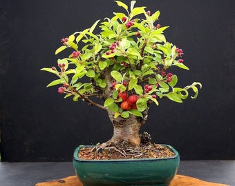 7 Malus Sylvestris Seeds, Wild Apple, Wood Apple, Boxwood, Ideal Bonsai -  Etsy Denmark